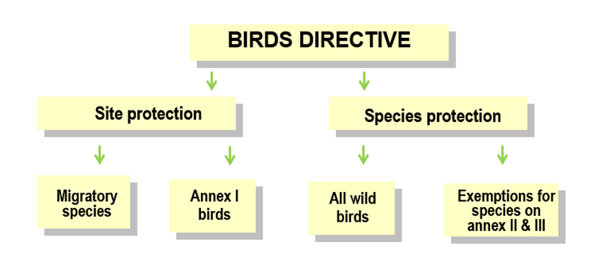 Birds Directive