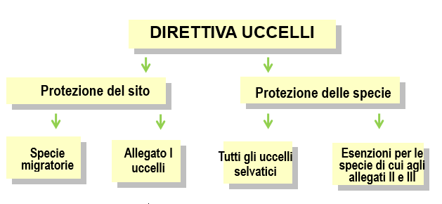 La direttiva Uccelli La direttiva Uccelli